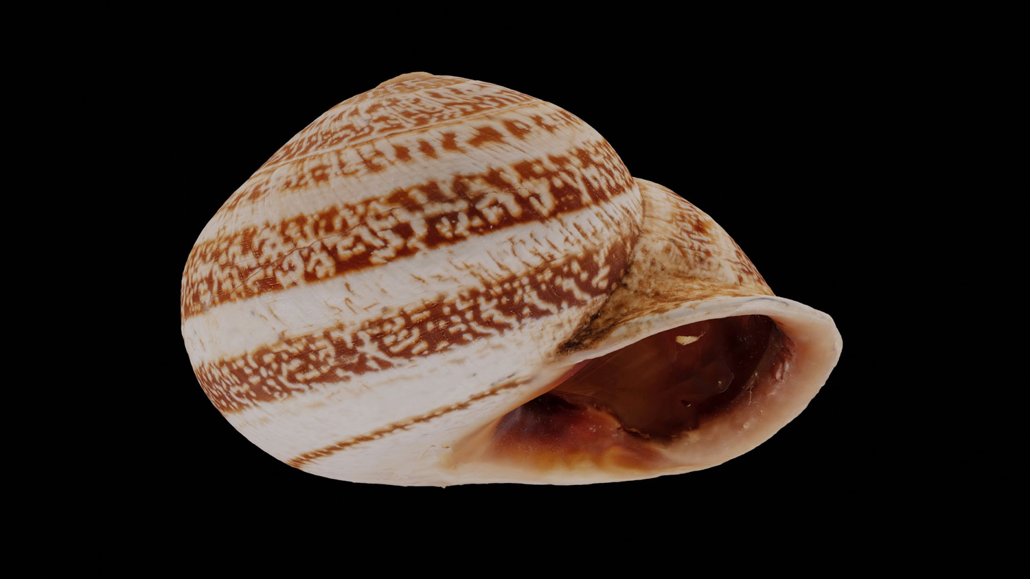 Tingitana seguyiana